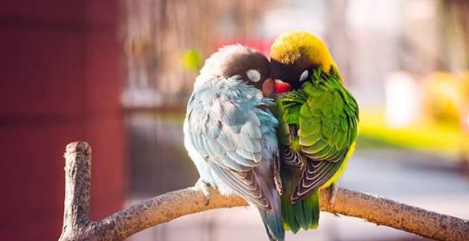 Lovebirds, Burung Cantik yang Membawa Pesona Cinta dan Kehangatan di Rumah